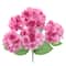 Two-Tone Pink Hydrangea Bush by Ashland&#xAE;